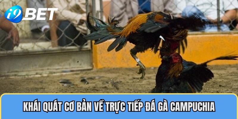 Khái quát cơ bản về trực tiếp đá gà Campuchia