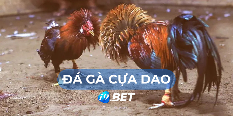 đá gà cựa dao i9bet