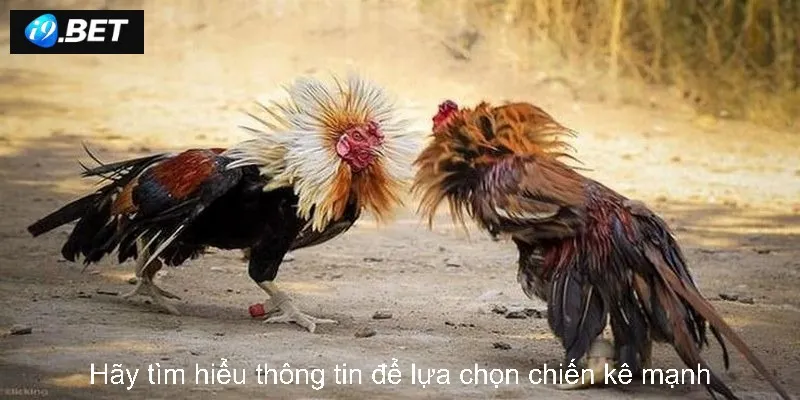 Hãy tìm hiểu thông tin để lựa chọn chiến kê mạnh