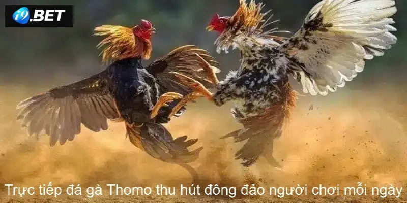 Trực tiếp đá gà Thomo thu hút đông đảo người chơi mỗi ngày